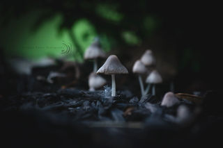 Shrooms#1.jpg