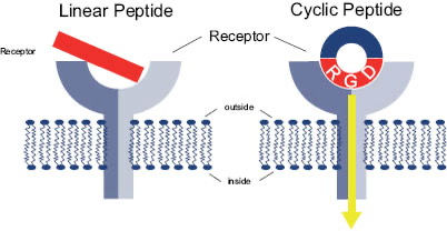 Hvad er peptider