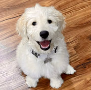 Duke being a good boy learning how to sit and stay.