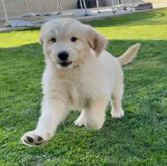 At home with Cute as a Doodle and playing in the backyard.  One happy puppy to be at my furever home.