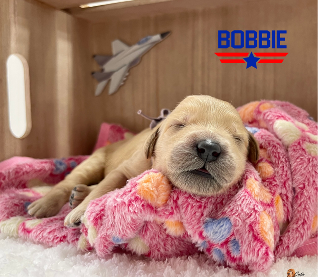 Top Gun Puppy Litter