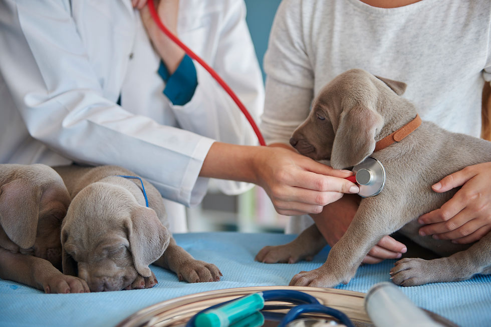 Benefícios do Plano de Saúde Petlove para seu Animal