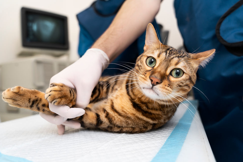 close-up-doctor-holding-cat.jpg