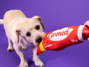 Petlove Lança Pelúcia CarmedPet Inspirada em Gloss da Cimed