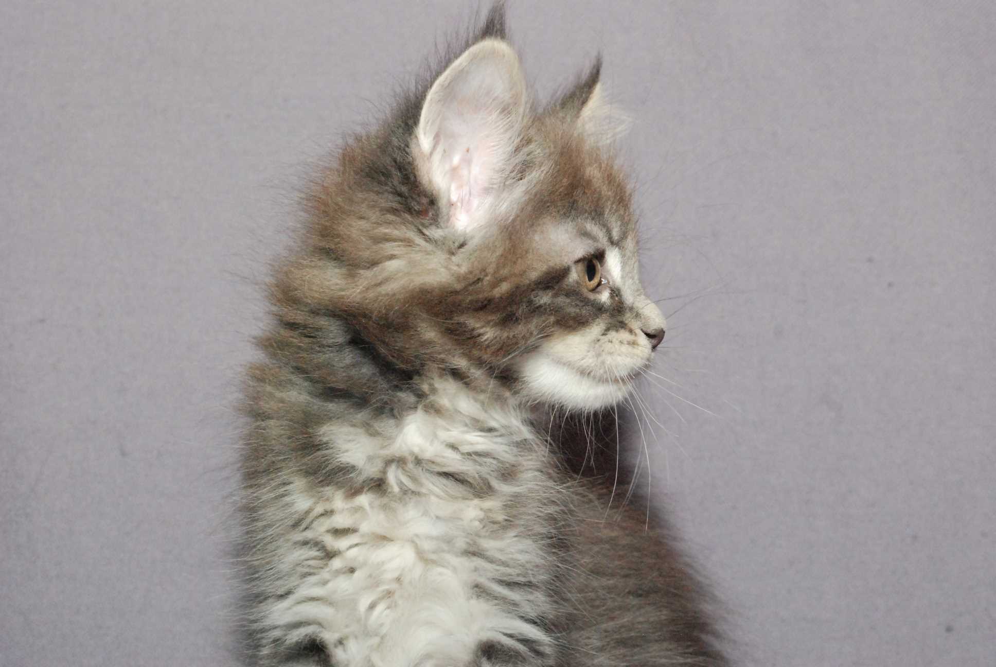 8 Uger*weeks
