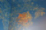 PTICHKA1