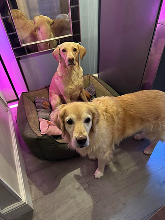 Dog Home Boarding Worcester. Boarding kennels Leominster, Droitwich Spa and Kidderminster. St Johns Walkies