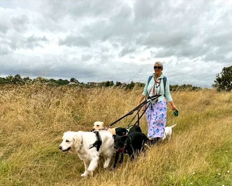 St Johns Walkies, Dog Walker St Johns WR2, Dog Walking Henwick, Dog Walking Lower Wick, Dog Walker Lower Broadheath, Dog Walking Hallow, Dog Walker Rushwick, Dog Walking Dines Green, Dog Walker Worcester, St Johns Walkies WR2