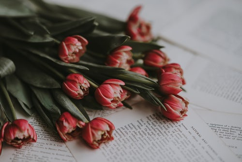 Red tulips laying across the pages of an open book