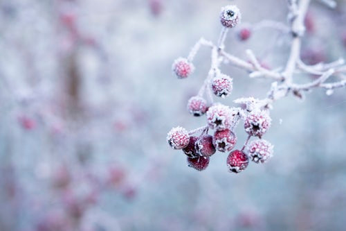 Frozen red berries on a frost-covered branch