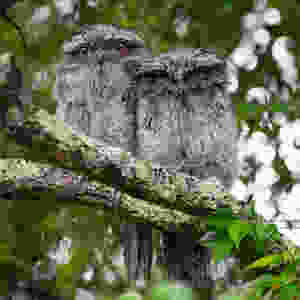 Pair of owls