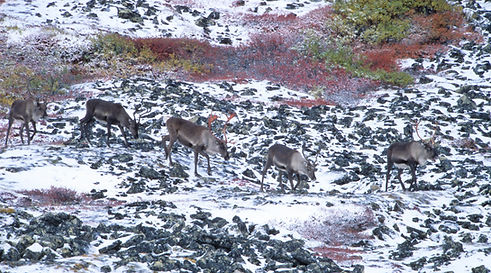 Peter Dettling caribou photo