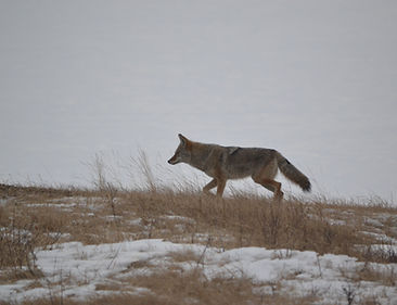 coyote far mdws winter 2020 (14).JPG
