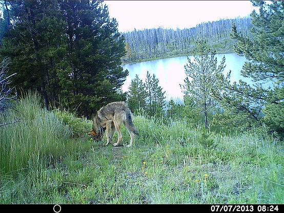 rEMOTE CAMERA IMAGE FROM WOLF AWARENESS