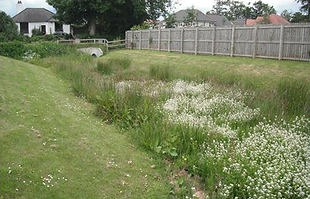 Example of sustainable urban drainage system with planting