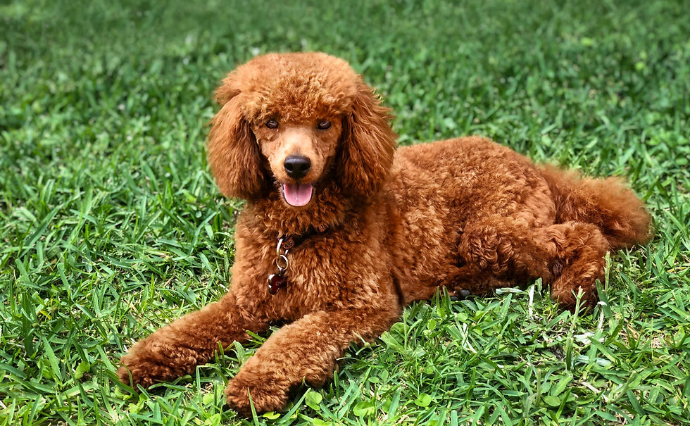 Klaus Poodles Houston, TX AKC Red Miniature Poodles