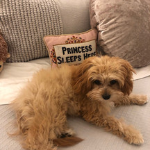 Zoey pillow.jpeg