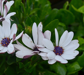 DSC_0464.jpg