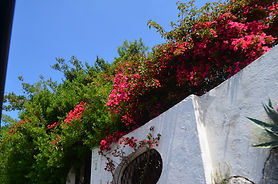 DSC_0354.jpg