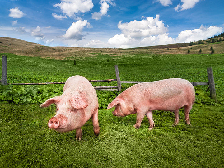 Zakwaszacze – dlaczego warto je stosować w hodowli trzody i drobiu?