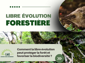 La libre évolution forestière : un retour à la nature pour préserver l’environnement