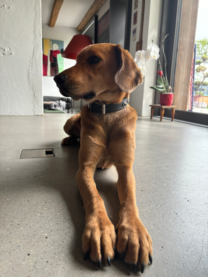A mixed-breed dog named Lenny rests attentively indoors in Reuti, Switzerland, with ears perked and a relaxed yet watchful expression.