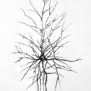 Neuroscience Art