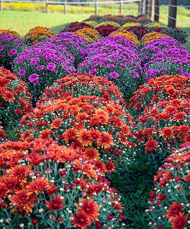 71564096917__11BC56B0-8E24-45C0-8464-AFB1D858B556.fullsizerender.jpg
