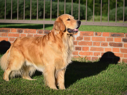 Goldentrip Prime Hans