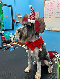 Pluto posing after groom