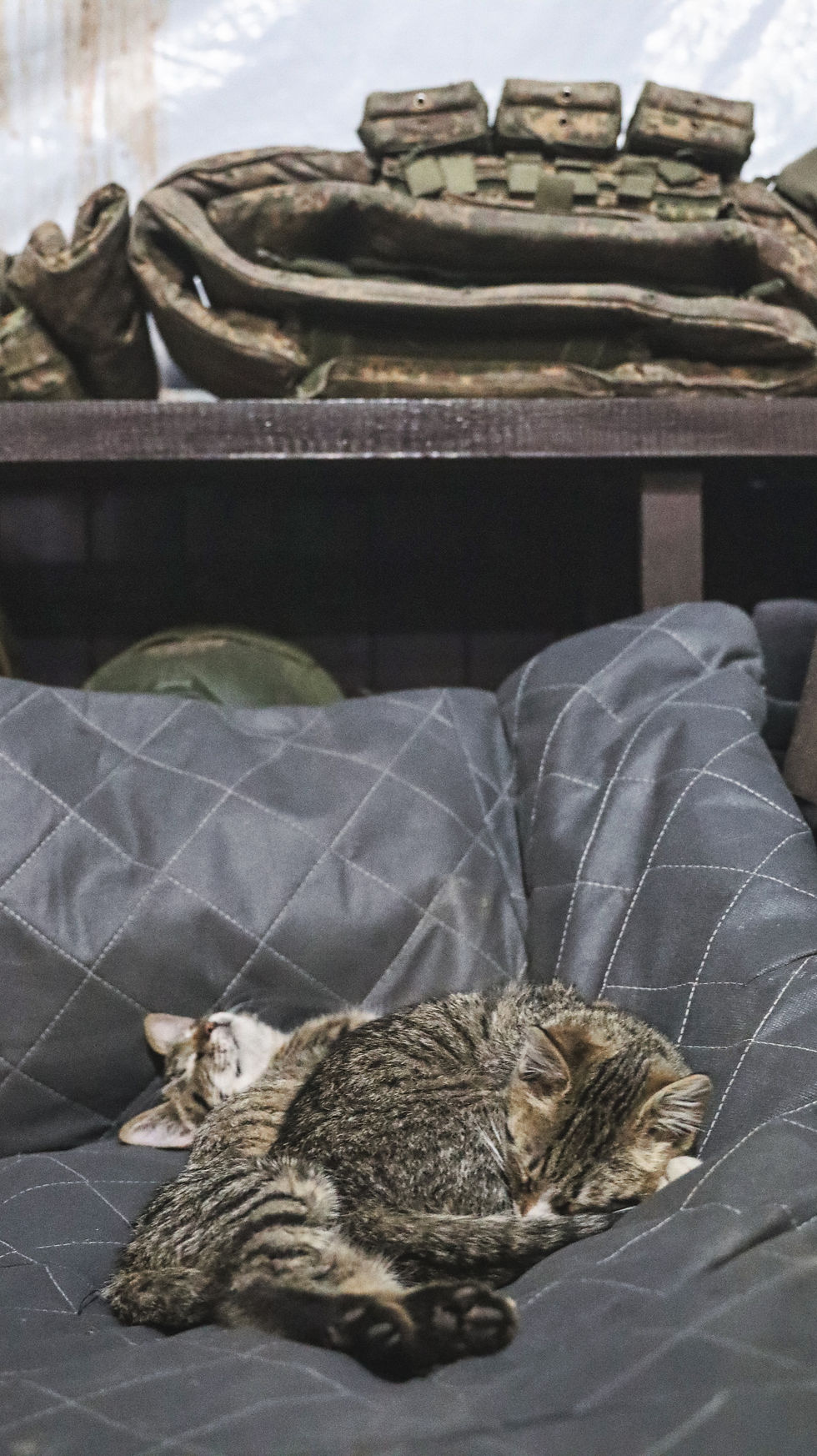 Kittens sleeping inside a rotation house used by the Khartia Brigade outside Kharkiv, April 2026.