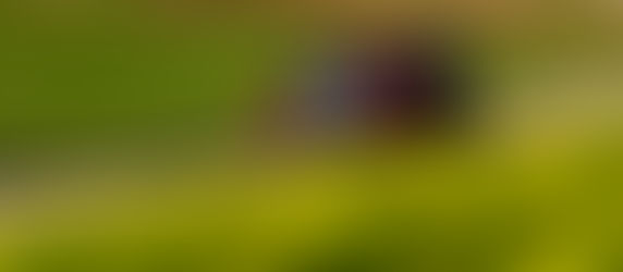 Rally de Europa Central: Lidera Neuville y Rovanperä cumple su tarea