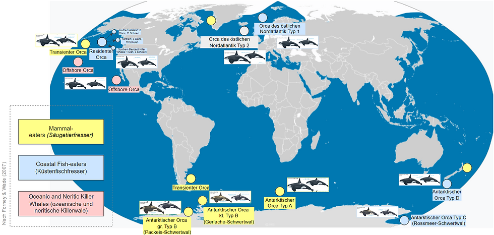 Übersicht bekannter Ökotypen von Orcas