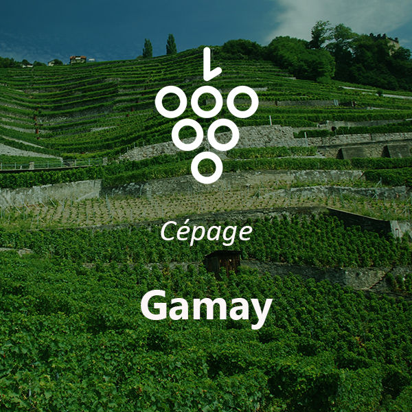 Miniature : GAMAY