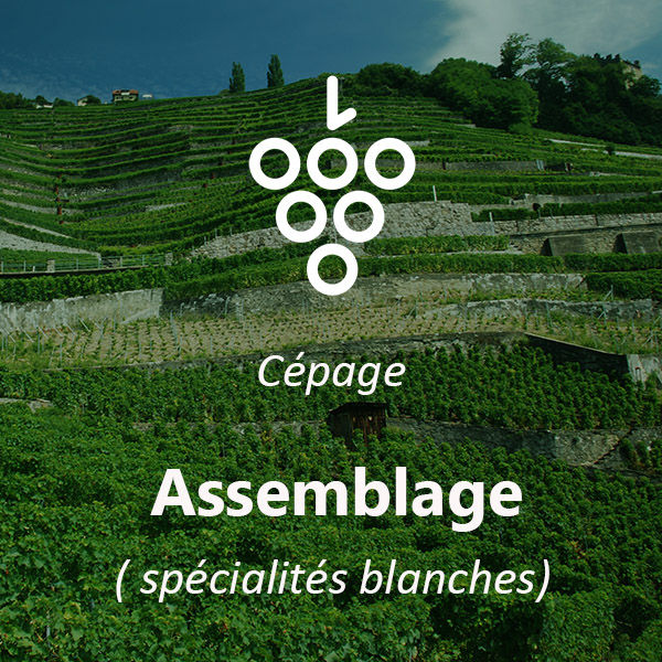 Miniature : PÉCHÉ SENSUEL BLANC