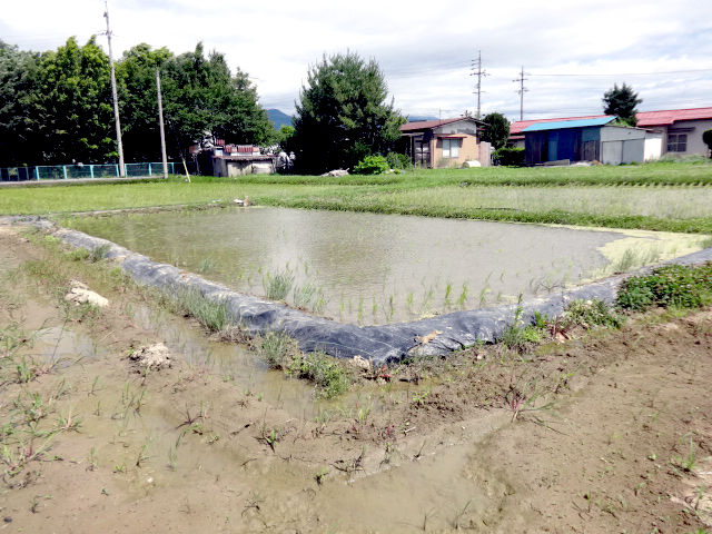 field3.jpg
