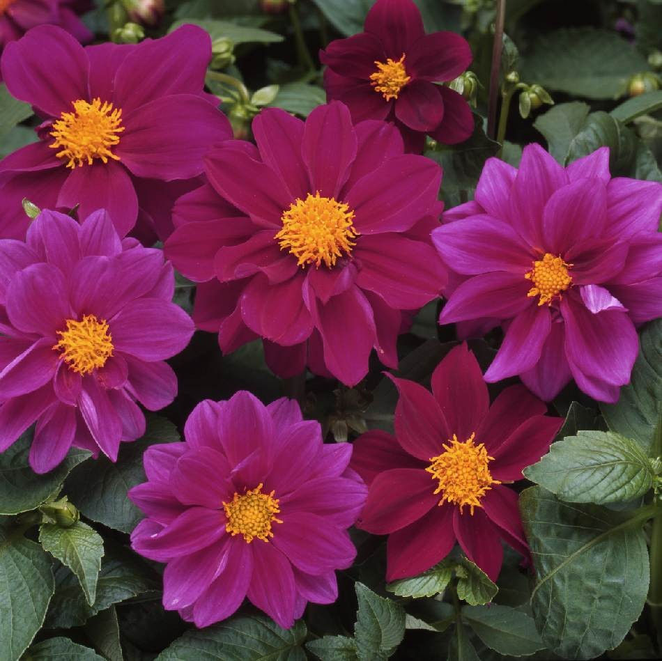 Thumbnail: Dahlia