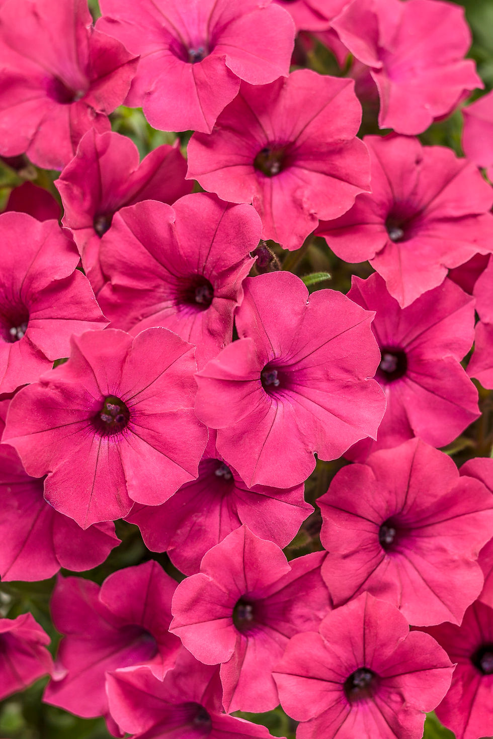 Thumbnail: Petunia Supertunia Proven Winner