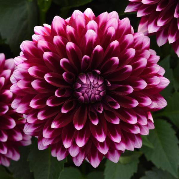 Thumbnail: Dahlia