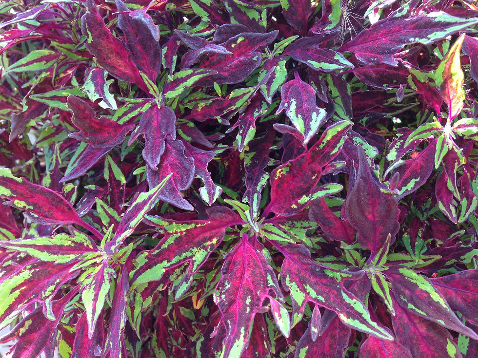 Thumbnail: Coleus