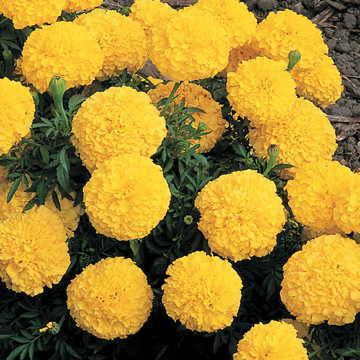 Thumbnail: Marigold