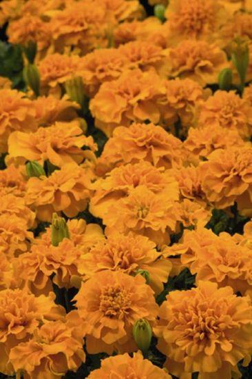 Thumbnail: Marigold