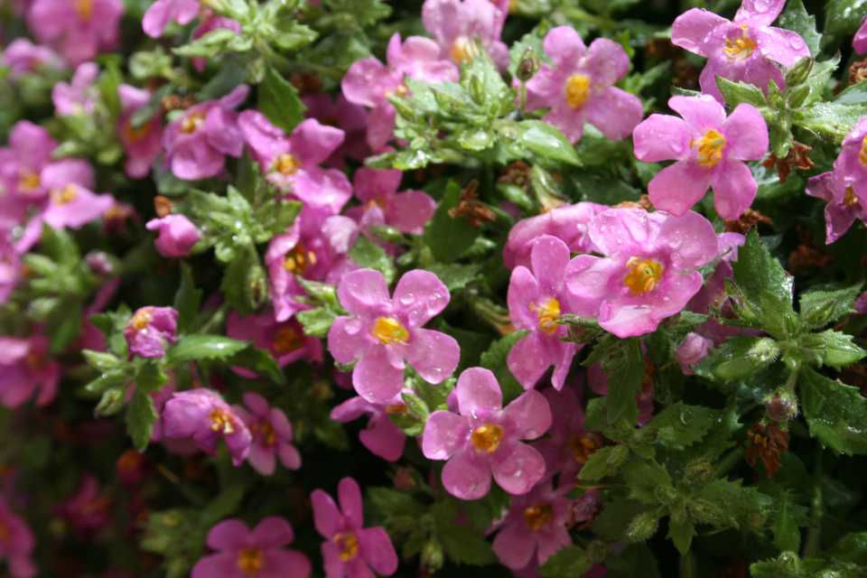 Thumbnail: Bacopa