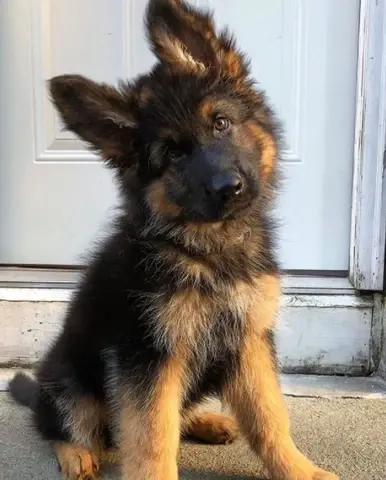 Why Dogs Are Better Than Cats!