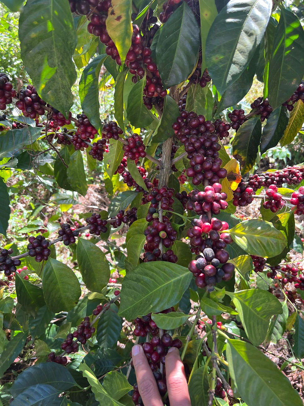 Thumbnail: Etiope Natural- Vista Hermosa 250gr