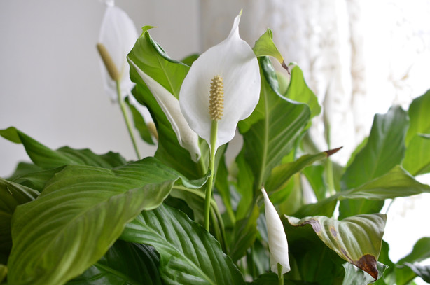 Improving Air Quality in Your Home With Easy To Grow Plants