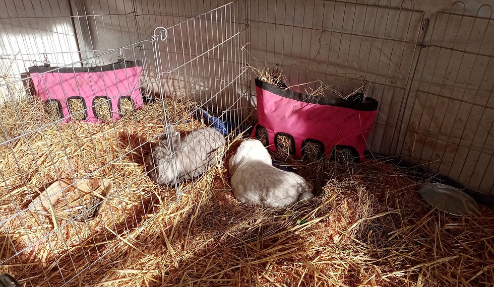 Hope et Happie en micro ferme