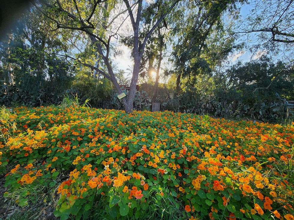 טבע ויופי בחווה.jpeg