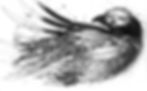 babybird