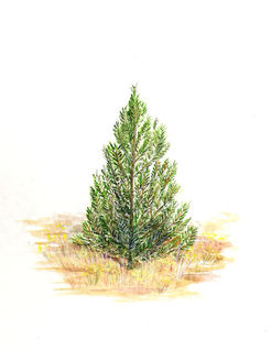 Chelsea Tree